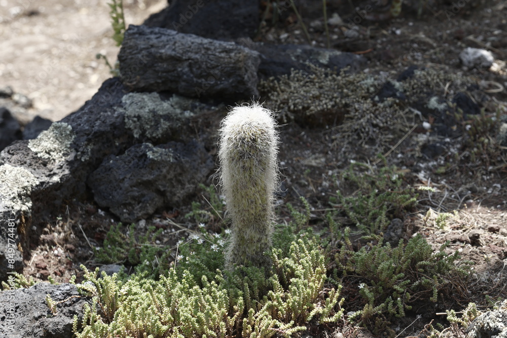 Naklejka premium Cactus