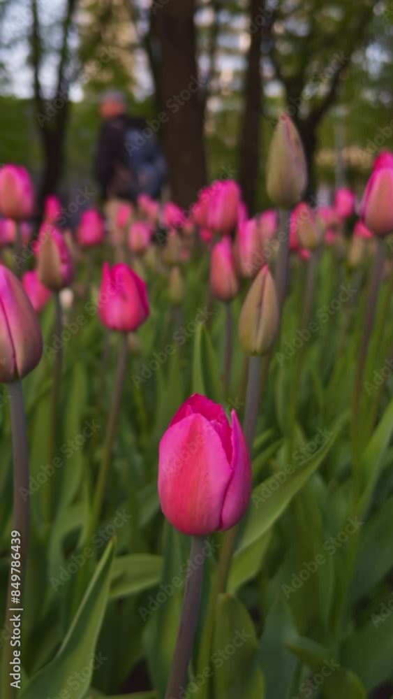 Vibrant pink tulips blooming in a spring park, with a focus on the foreground, showcasing the beauty of nature and seasonal bloom Vibrant pink tulips blooming in a spring park, with a focus on the foreground, showcasing the beauty of nature and seasonal bloom