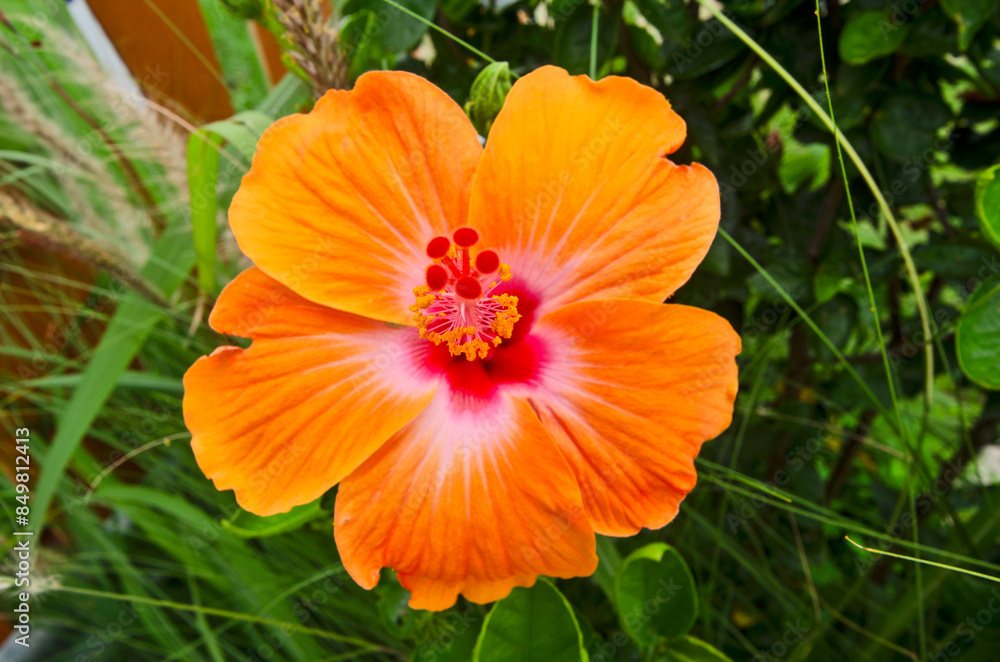 Beautiful orange flower and stigma of hibiscus on green background Beautiful orange flower and stigma of hibiscus on green background