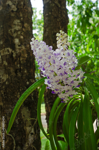 Beautiful violet and white petals with green leaves and brown roots of blue foxtail orchid on the trunk photo