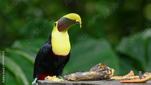 Yellow-throated toucan eating a banana photo