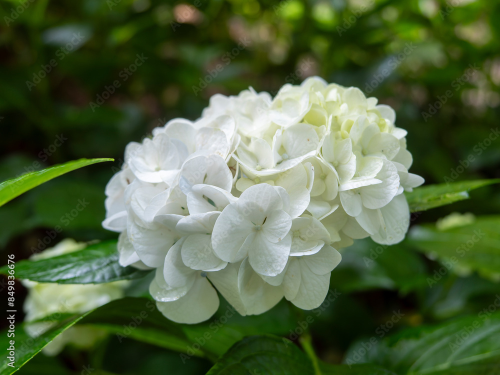 白い紫陽花の花 白い紫陽花の花
