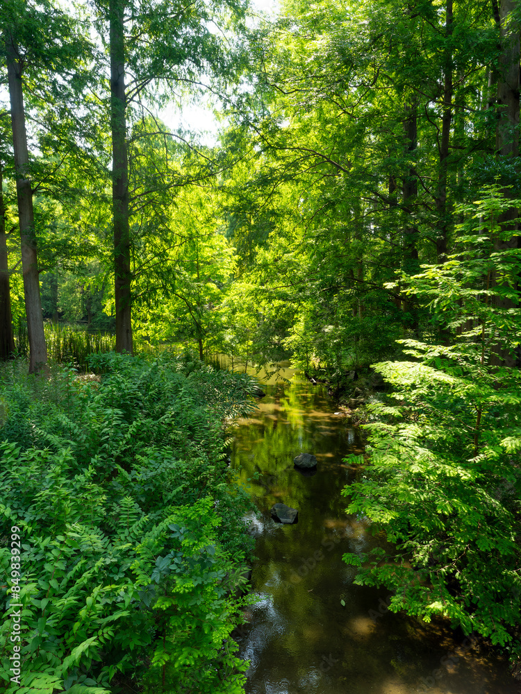 Fototapeta premium 新緑に囲まれた水辺の風景