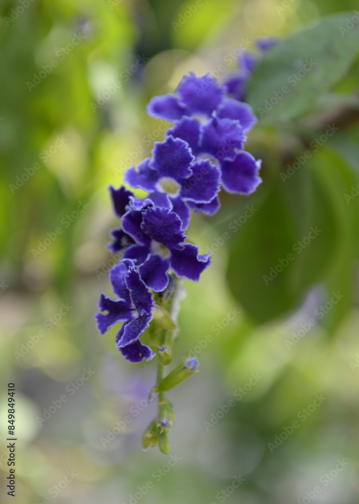 beautiful Duranta erecta flowers in the garden beautiful Duranta erecta flowers in the garden