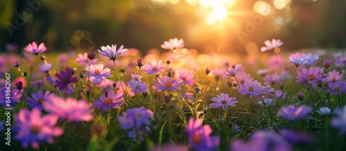 Field of Purple Flowers at Sunset