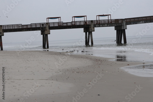 Adult seagulls on the beach. Ocean front, Florida.