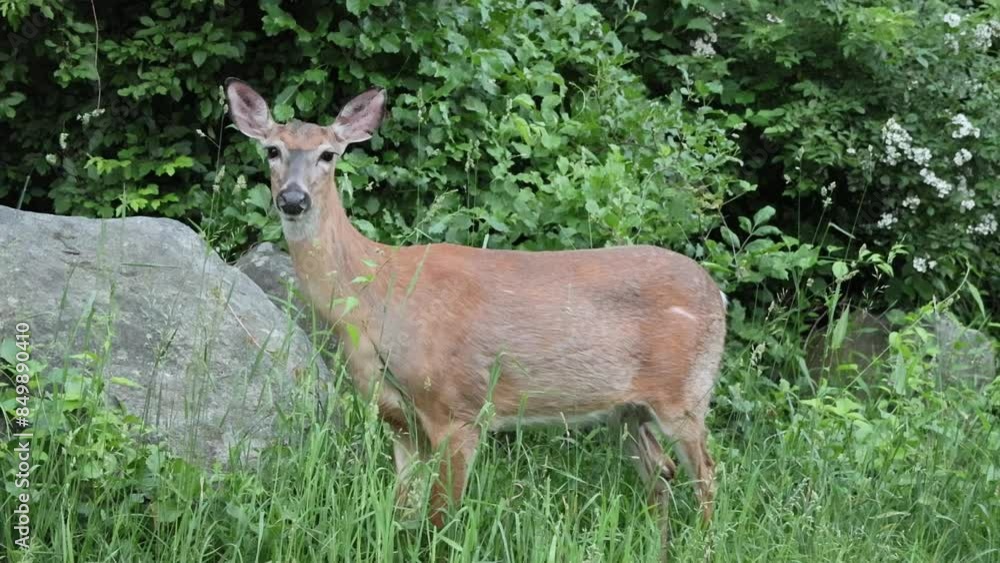 deer eating grass on the side of the road in harriman state park upstate new york doe deer eating grass on the side of the road in harriman state park upstate new york doe