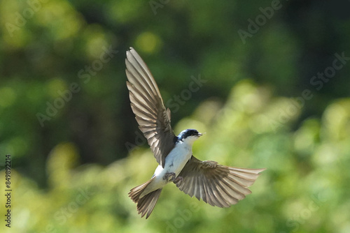 Tree SWallow parents working hard to feed chicks in nesting box in summer © Janet