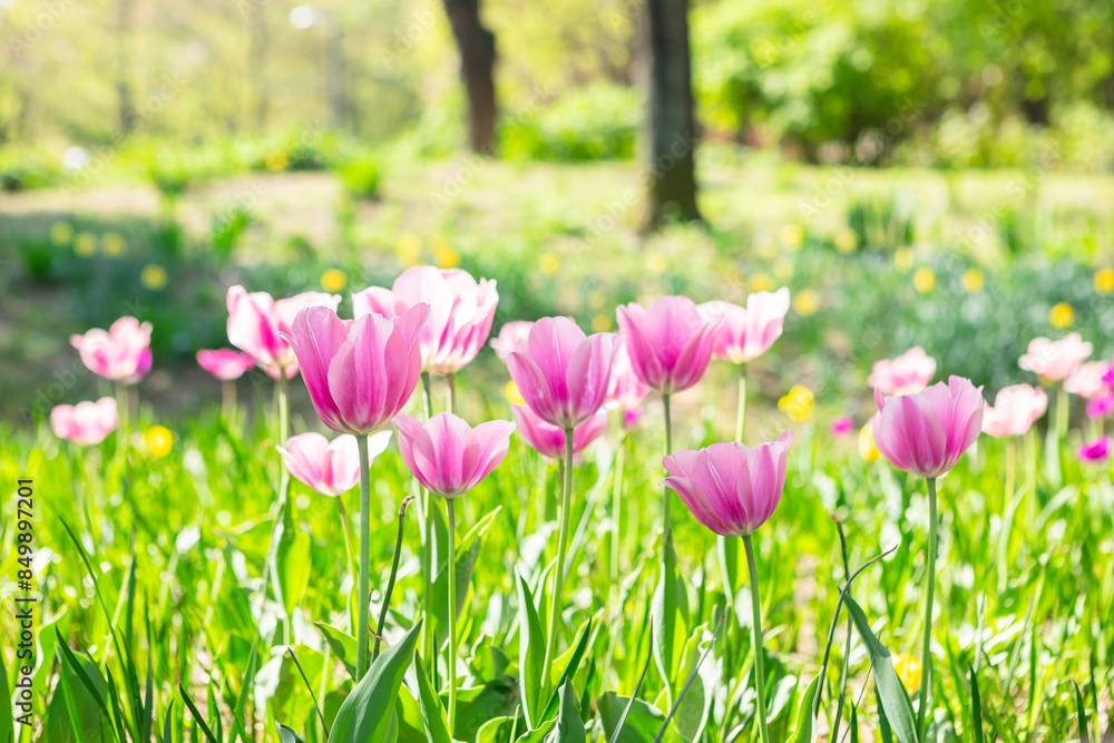 Blooming tulip in the park