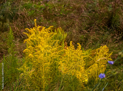 Ambrosia, ragweed (goldenrod) is a genus of perennial strong allergenic grasses. Meadow on a sunny summer day. photo