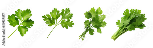 Coriander leaf png element set on transparent background