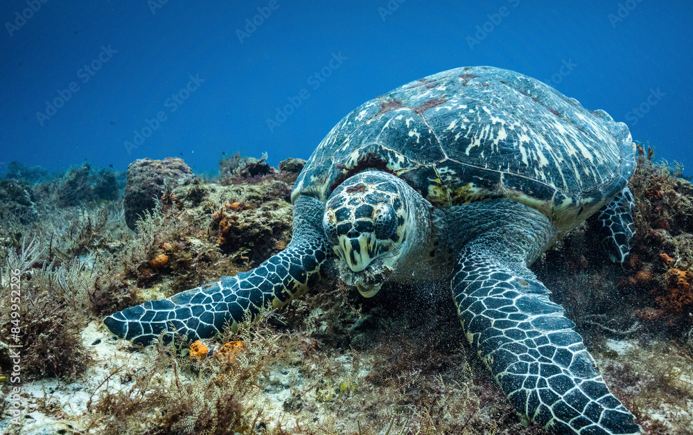 Fototapeta premium saet turtle eating on the reef