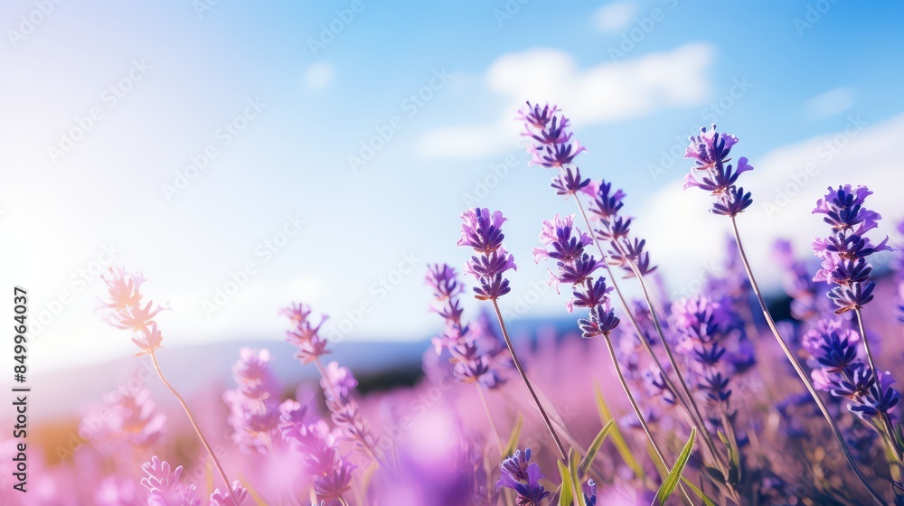 Naklejka premium Blooming lavender field under clear blue sky, soft focus for calming effect