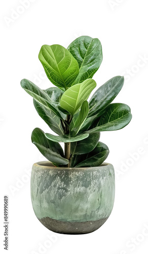 Fiddle Leaf Fig or Ficus lyrata pot plant isolated on transparent background photo