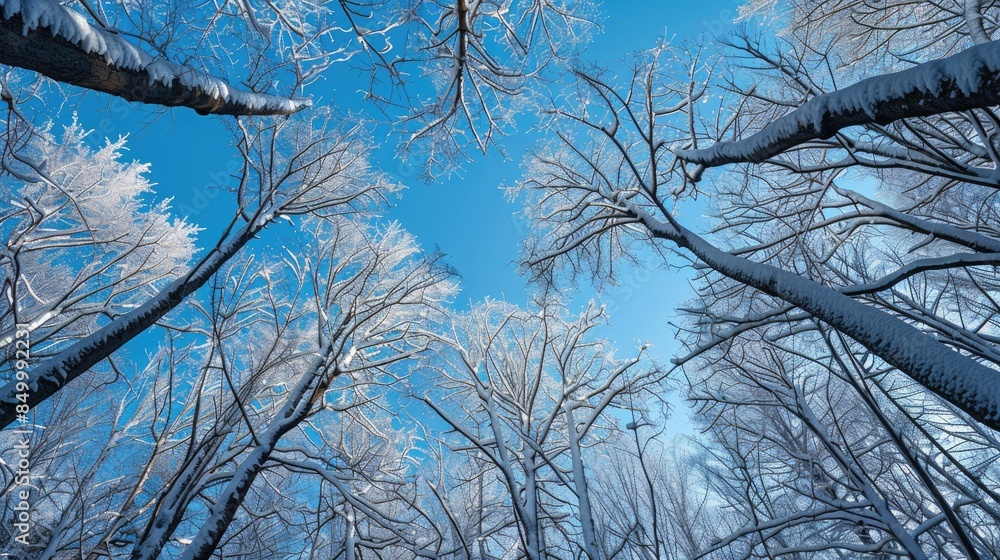Obraz premium Snow covered winter trees silhouetted against the sky