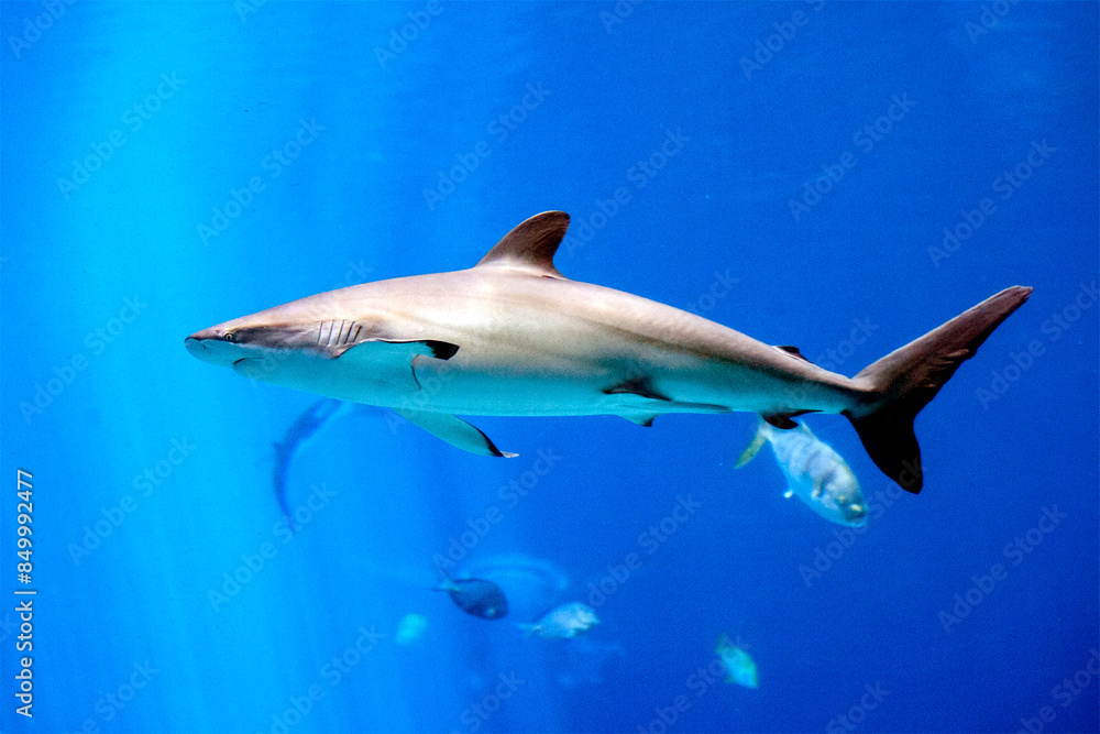 Fototapeta premium shark
