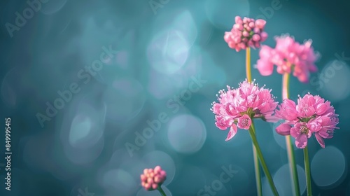 Armeria (Sea Thrift) with copy space