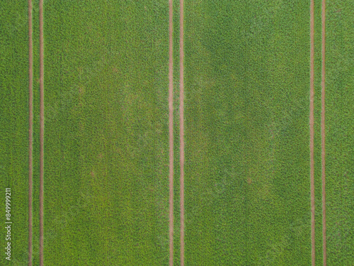 Green field with seven-fold parallel lines from the tracks of tractor wheels, photo background texture, view from above, aerial view. photo