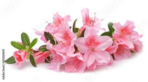 Azalea on white background