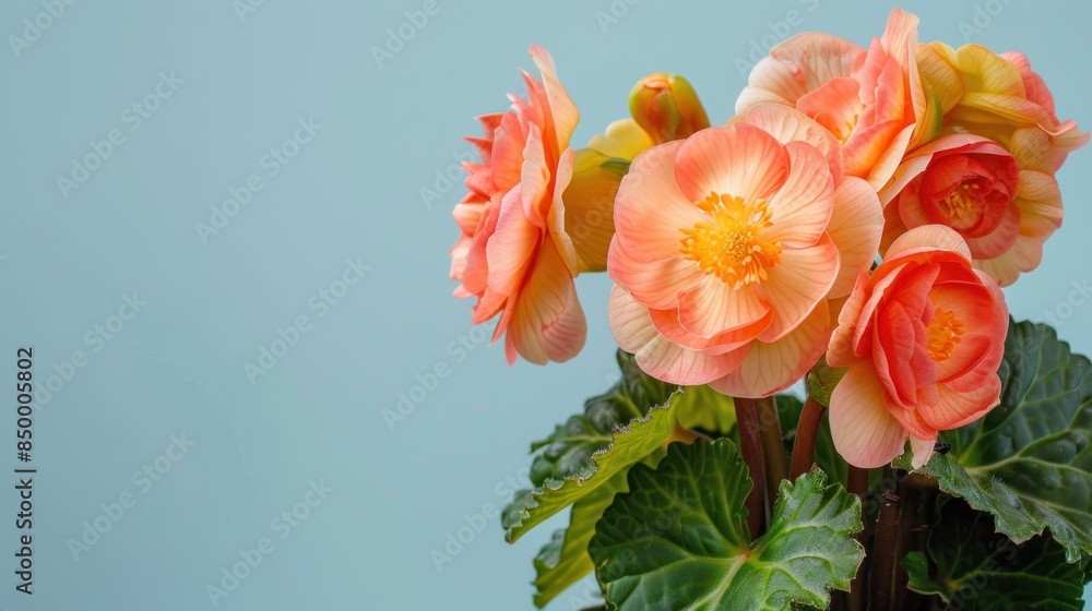 Begonia with copy space Begonia with copy space