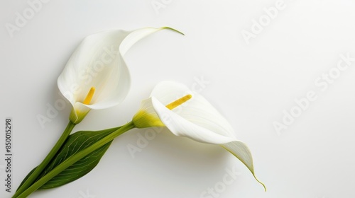 Fototapeta Naklejka Na Ścianę i Meble -  Calla Lily