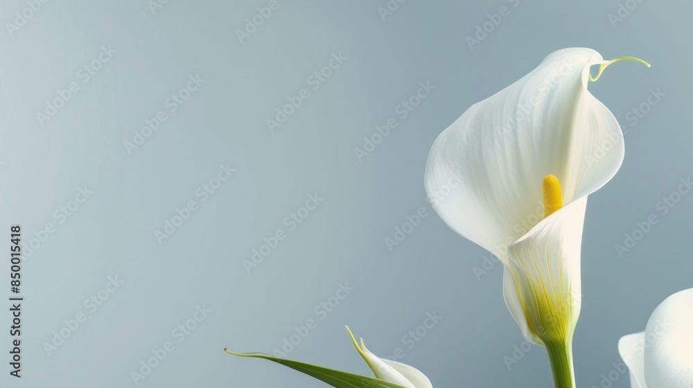 Naklejka premium Calla Lily