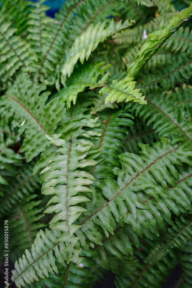 green fern leaf background green fern leaf background
