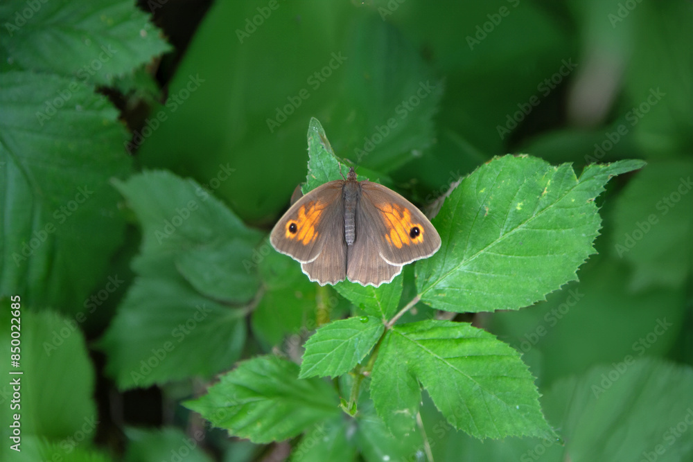Maniola jurtina butterfly on wild blackberry blooms, stunning nature photo Maniola jurtina butterfly on wild blackberry blooms, stunning nature photo