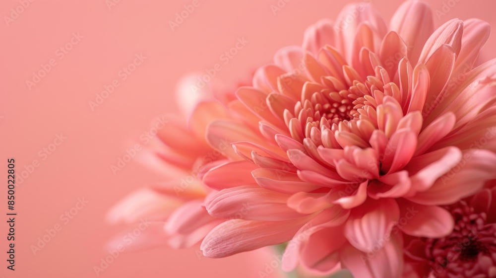 Chrysanthemum Chrysanthemum