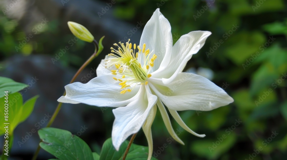 Columbine Columbine