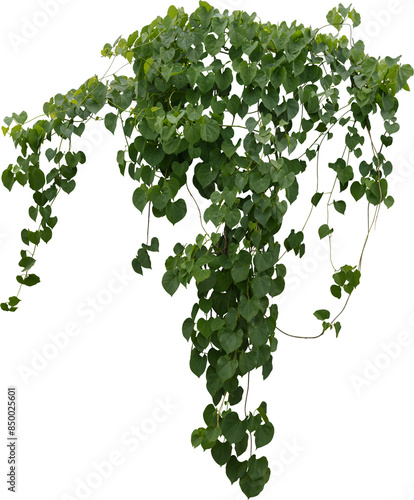 vine bush on transparent background