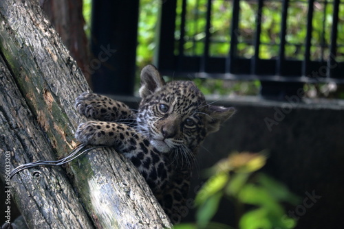 ジャガーの赤ちゃん　木登り photo