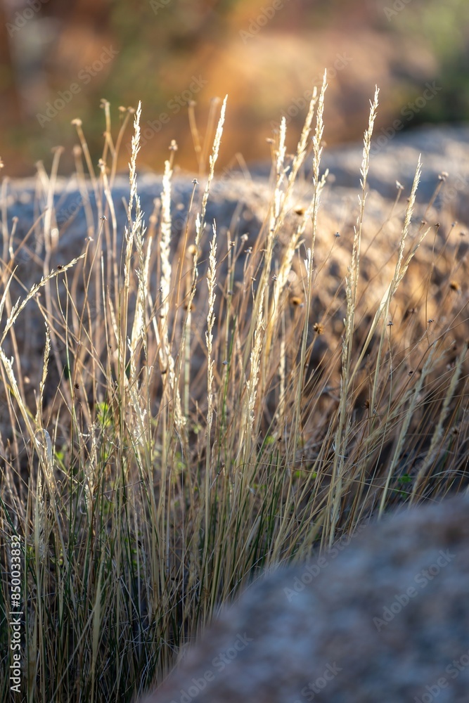 Fototapeta premium Desert shrubs and boulders in Joshua Tree National Park, California, United States of America.
