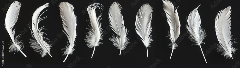 A series of white feathers, each with a different shape and texture. The feathers are arranged in a row, with some overlapping and others standing alone A series of white feathers, each with a different shape and texture. The feathers are arranged in a row, with some overlapping and others standing alone