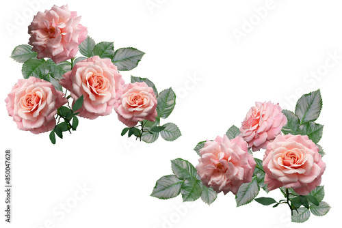 Fototapeta Naklejka Na Ścianę i Meble -  Pink rose flower isolated