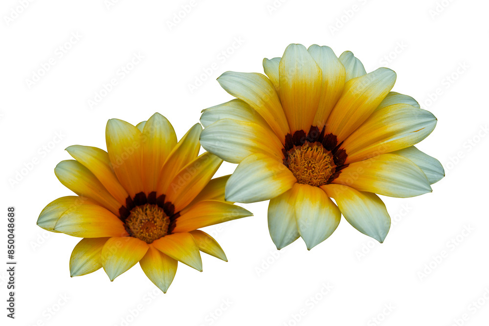Obraz premium Yellow flowers head isolated