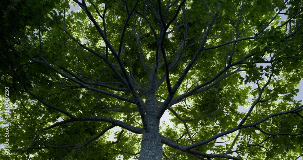 Looking up oak tree. Fresh green in spring backlit. 3D rendering. Looking up oak tree. Fresh green in spring backlit. 3D rendering.