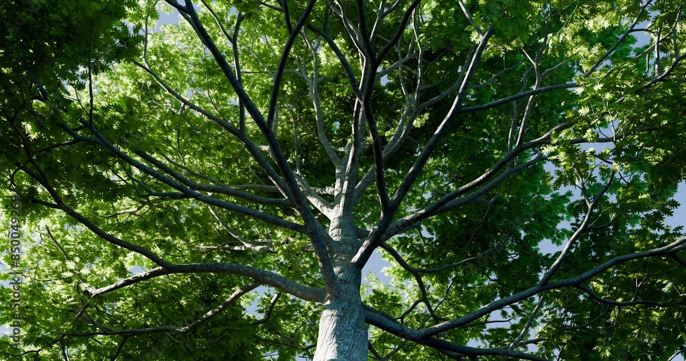 Fototapeta premium Looking up oak tree. Fresh green in spring daytime sky. 3D rendering.