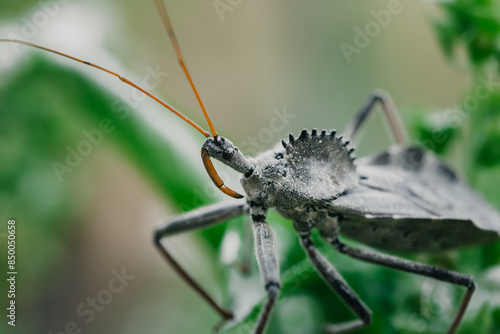 close up macro photo of a North American wheel bug (Arilus cristatus) hiding between the leafs of a basil plant with some flowers visible photo