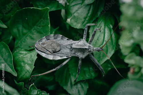 close up macro photo of a North American wheel bug (Arilus cristatus) hiding between the leafs of a basil plant with some flowers visible