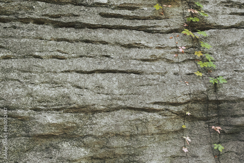 Φωτογραφία green vine handing from a wall of rough shale rock