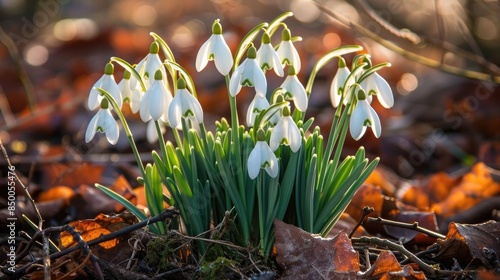 Beautiful snowdrops, one of the earliest signs of spring
