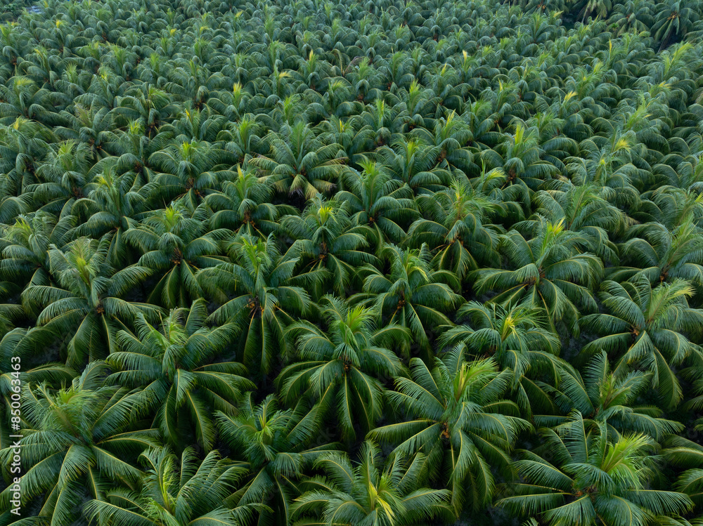 Aerial view of coconut trees field Aerial view of coconut trees field