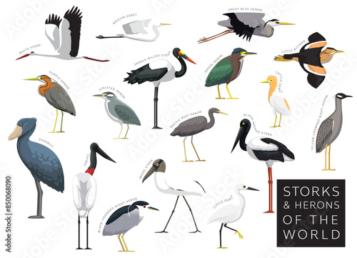 Birds Storks and Herons of the World Set Cartoon Vector Character