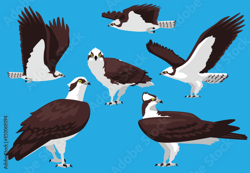 Osprey Bird of Prey Fish Eagle Poses Vector Illustration