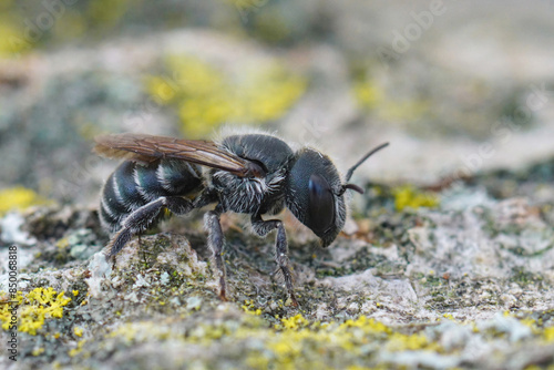 Closeup on the dark black colored female of the Blue mason bee,