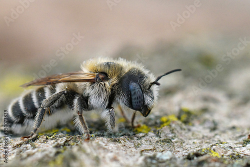 Closeup on a mediterranean female Bisulcate Small-Mason solitary bee, Hoplitis bisulca sitting on wood © Henk