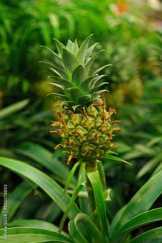 Vertical closeup on a tiny Pineapple fruit body , growing in between fresh green foliage Vertical closeup on a tiny Pineapple fruit body , growing in between fresh green foliage