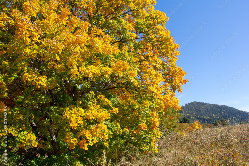 Fototapeta premium the beginning of autumn, walks in the highlands, panoramic views and glades with dried vegetation