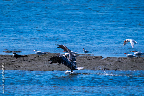 Wallpaper Mural Bird landing in water  Torontodigital.ca
